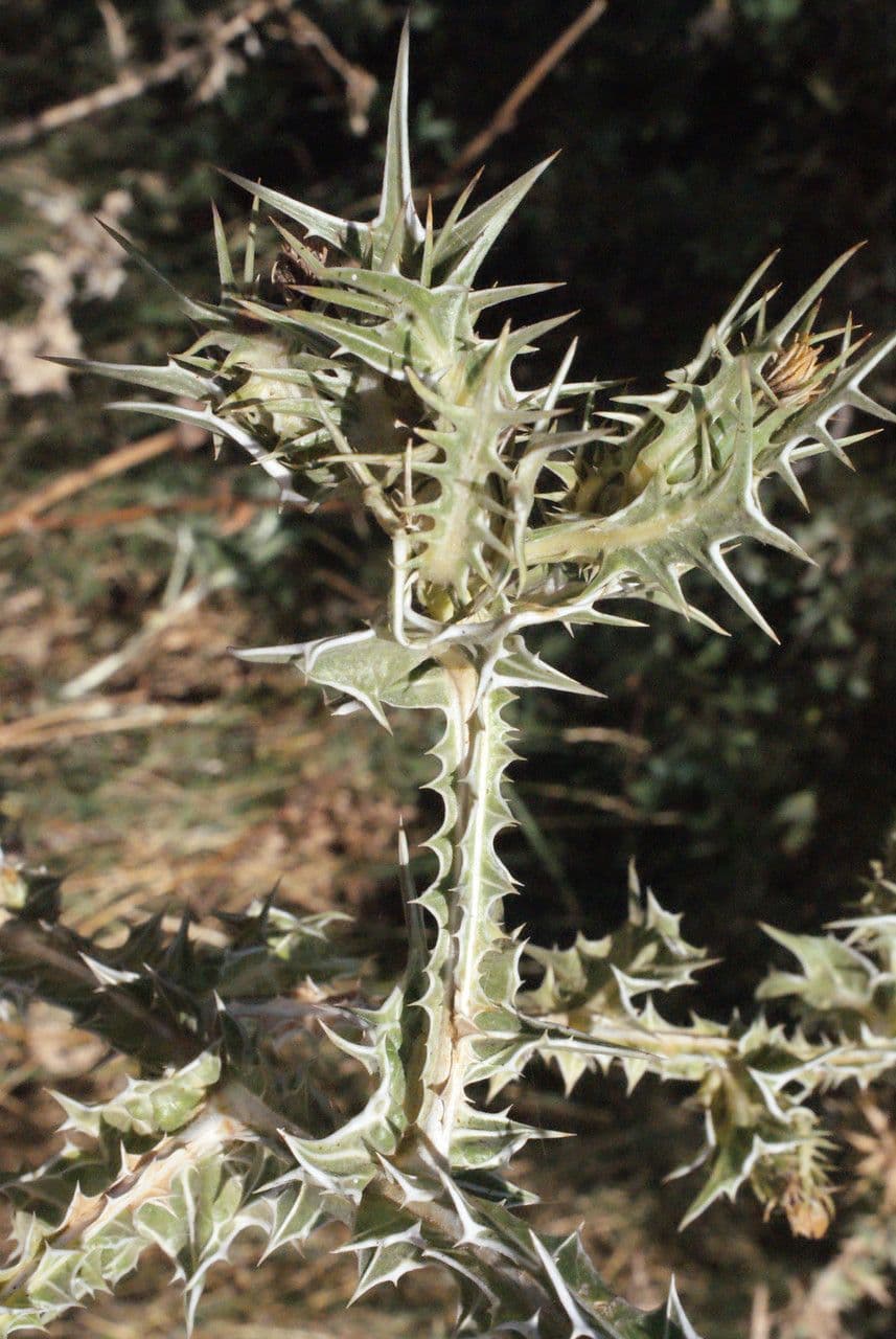 Girasole maculato 15
