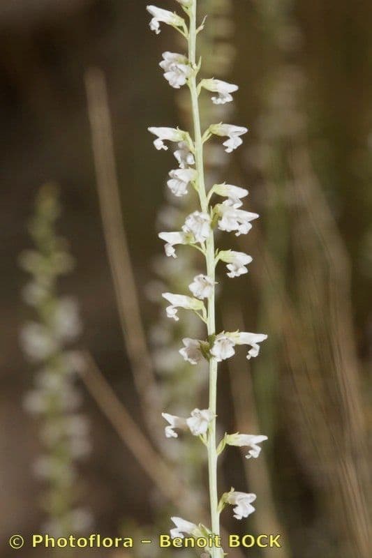 Anarrhinum 10