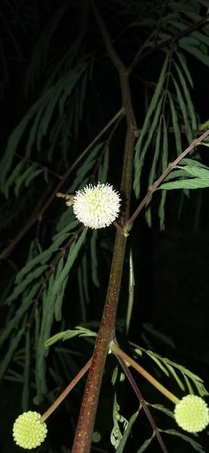 Senegalia berlandieri 7