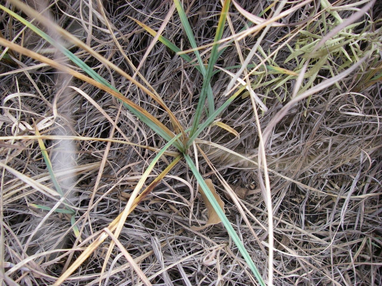 Mead-Segge 4
