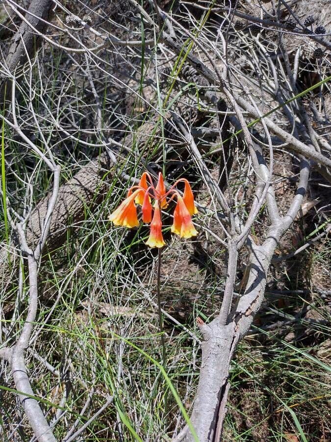 Blandfordia nobilis 5