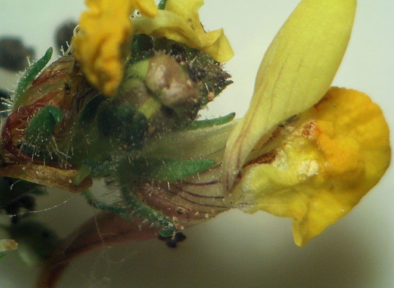 Linaria saxatilis 3