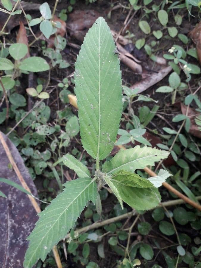 Caperonia palustre 2