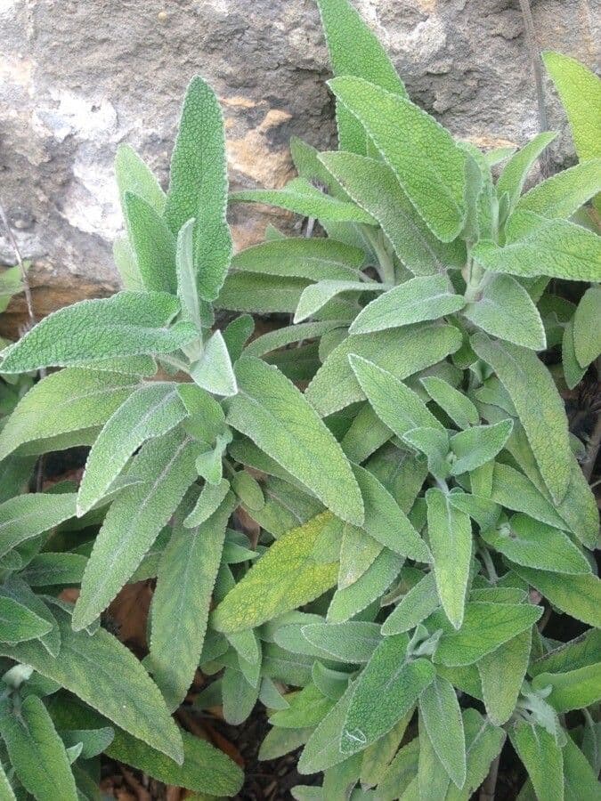 Šalvia lekárska 23