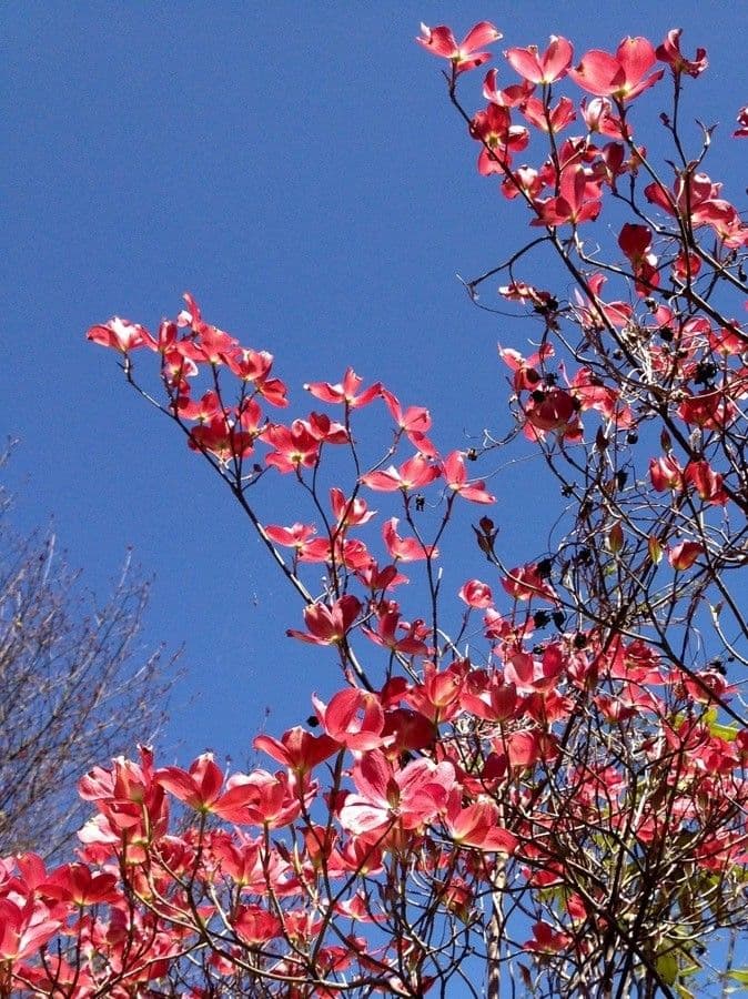 Blüten-Hartriegel 14
