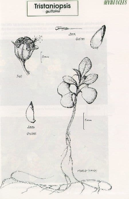 Tristaniopsis 2