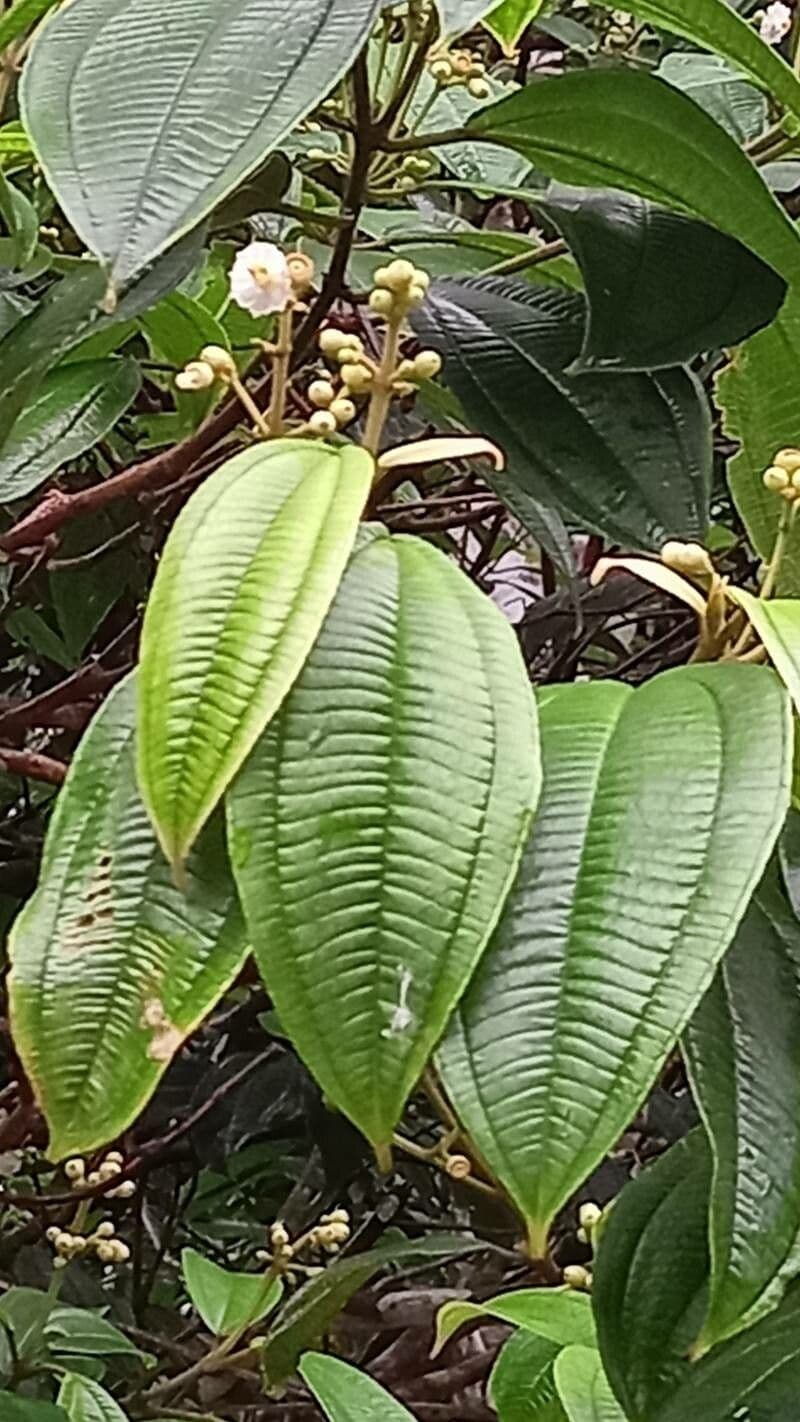 Miconia