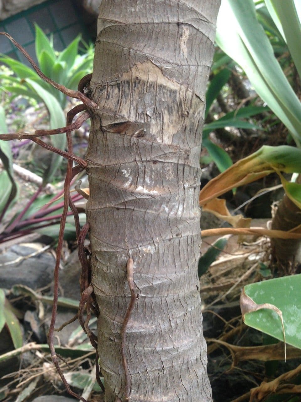 Agave lanuginosa 24