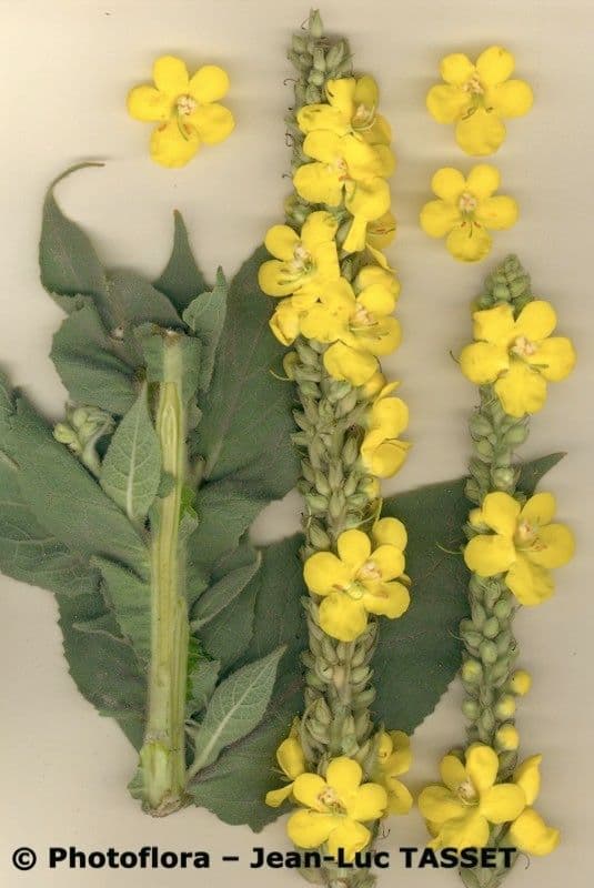 Großblütige Königskerze 29