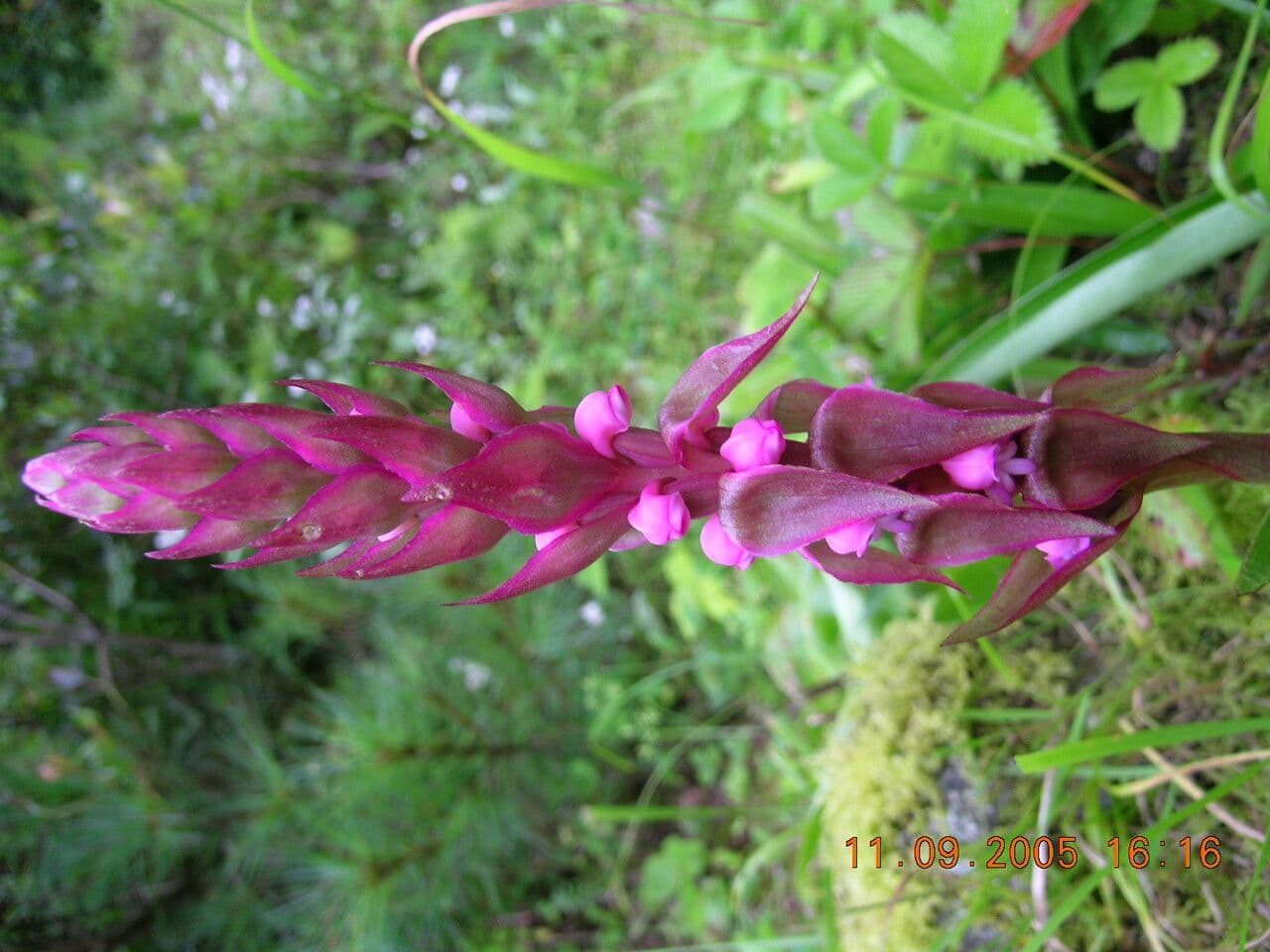 Satyrium 7