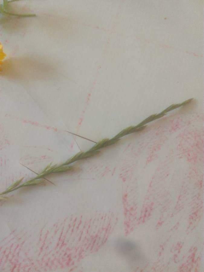 Festuca di Lachenal 3