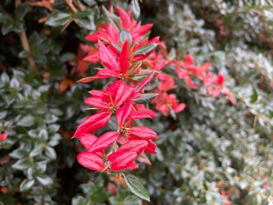 Berberys Gagnepaina 6