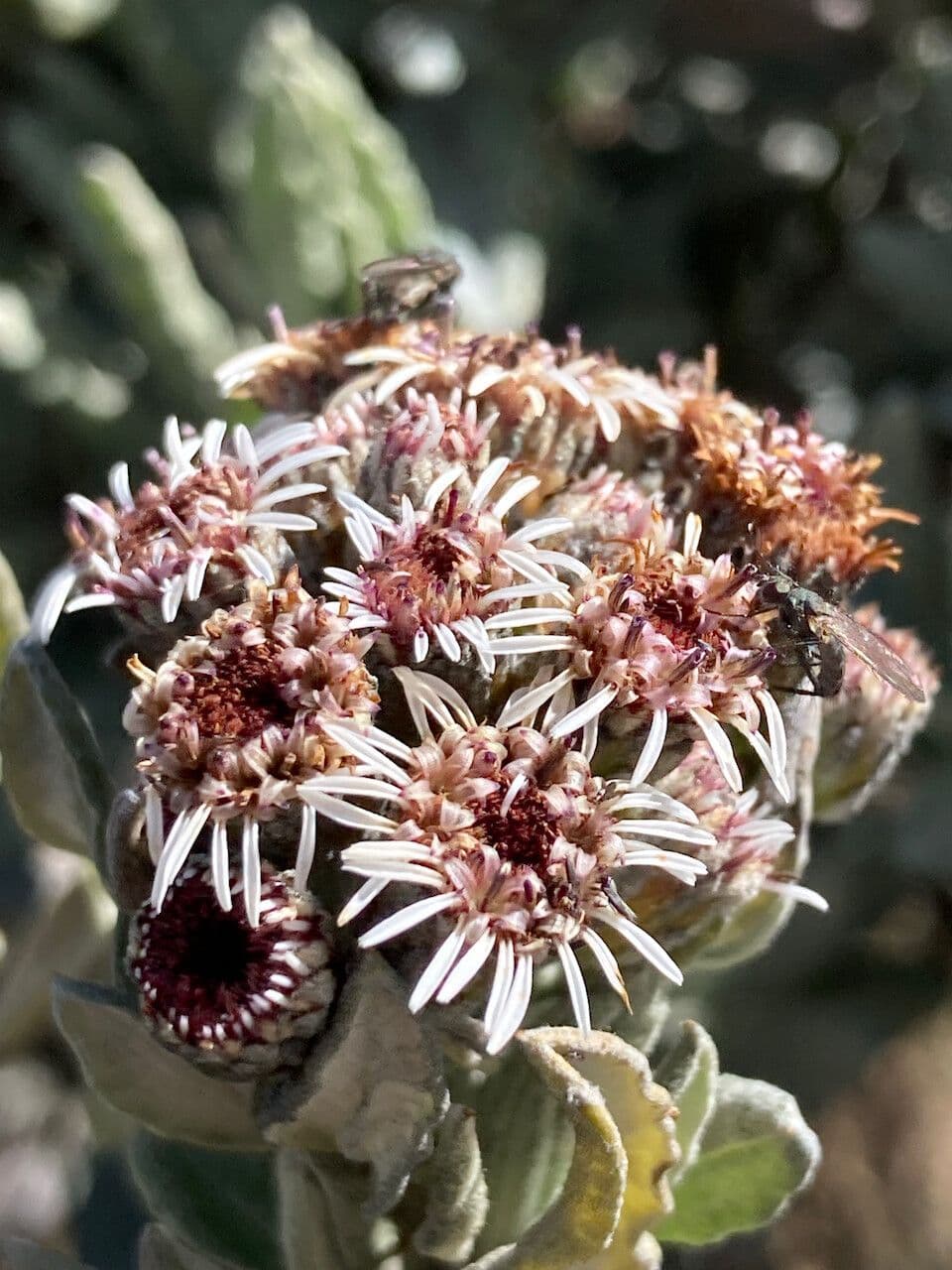 Linochilus 2