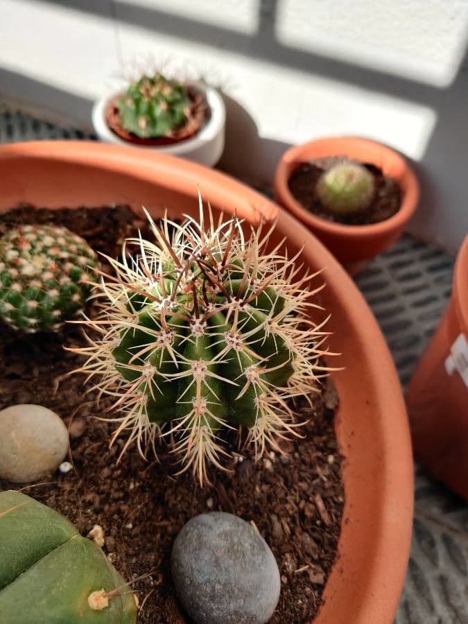 Coleocephalocereus 3