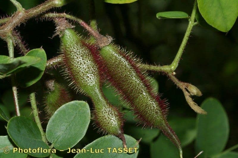 Robinia ispida 3