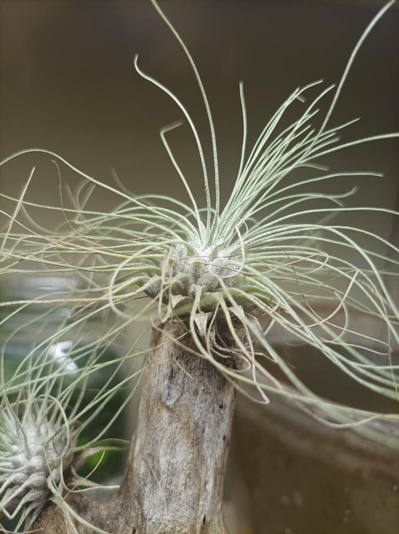 Tillandsia 3