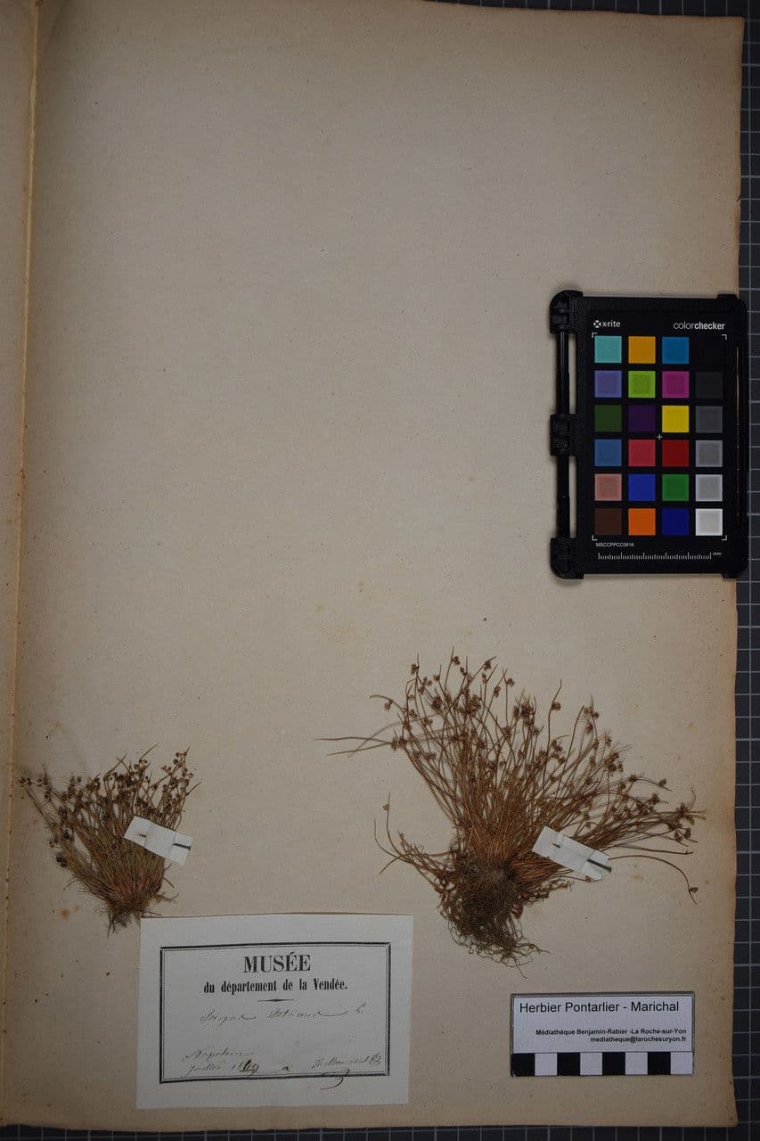 Schoenoplectus setaceus 25
