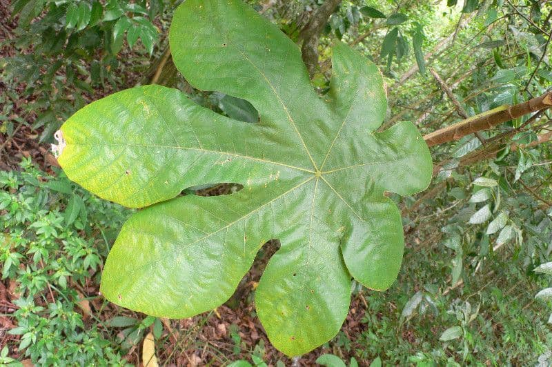 Cecropia 8