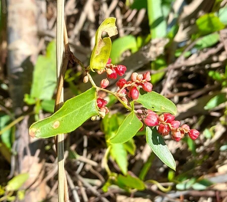 Muehlenbeckia 3
