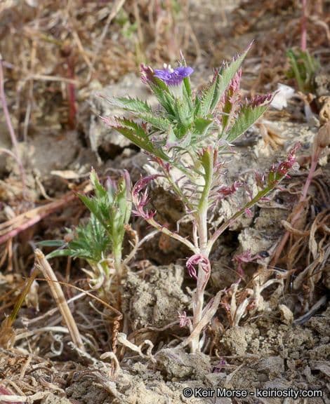 Navarretia 10
