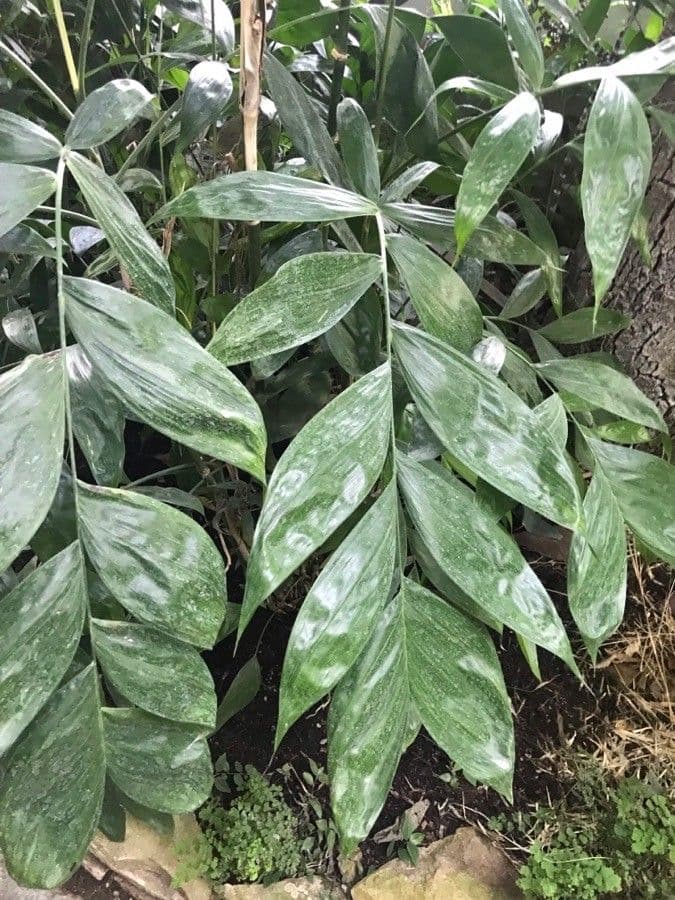 Chamaedorea oblongata 6