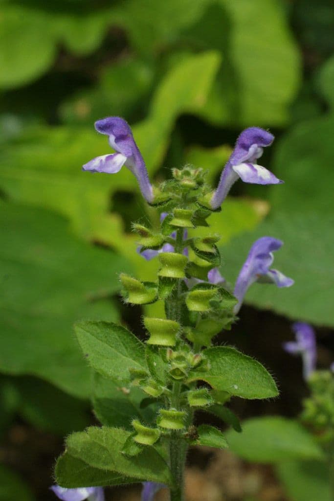 Scutellaria ovata