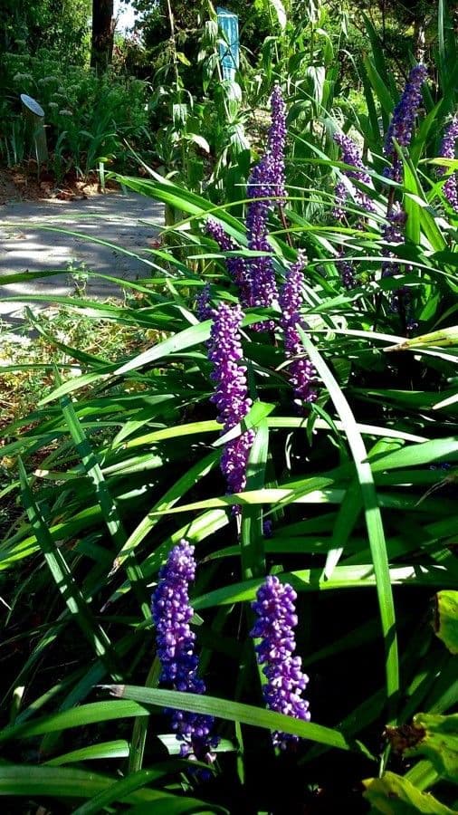 Liriope 12