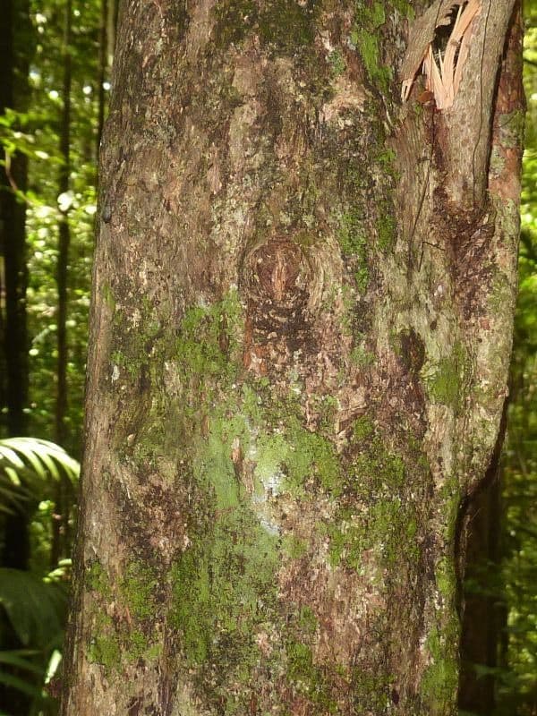 Chrysophyllum 8