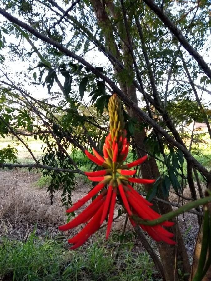 Erythrina 6