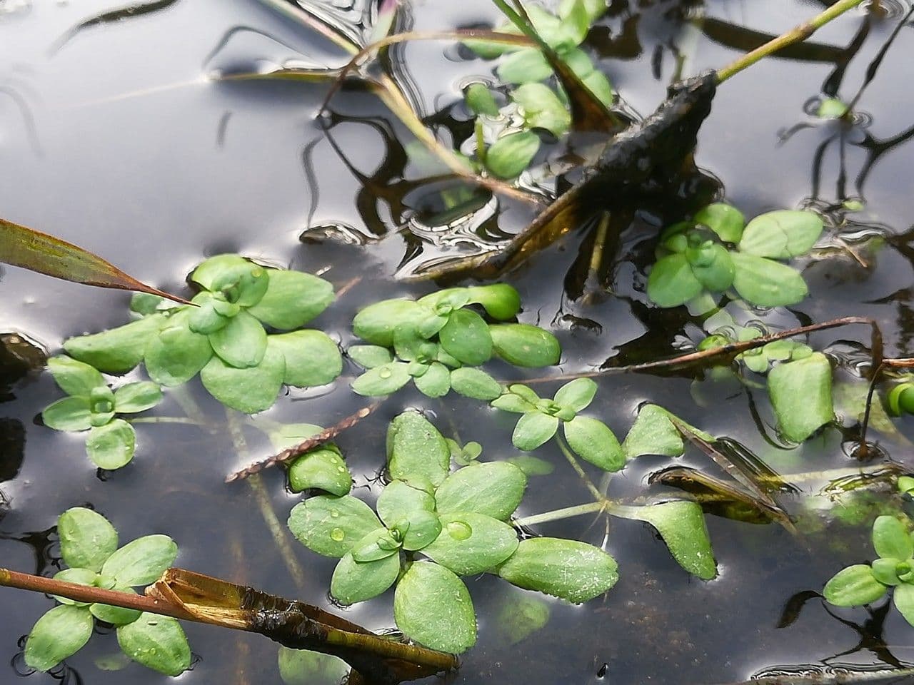 Teich-Wasserstern 16
