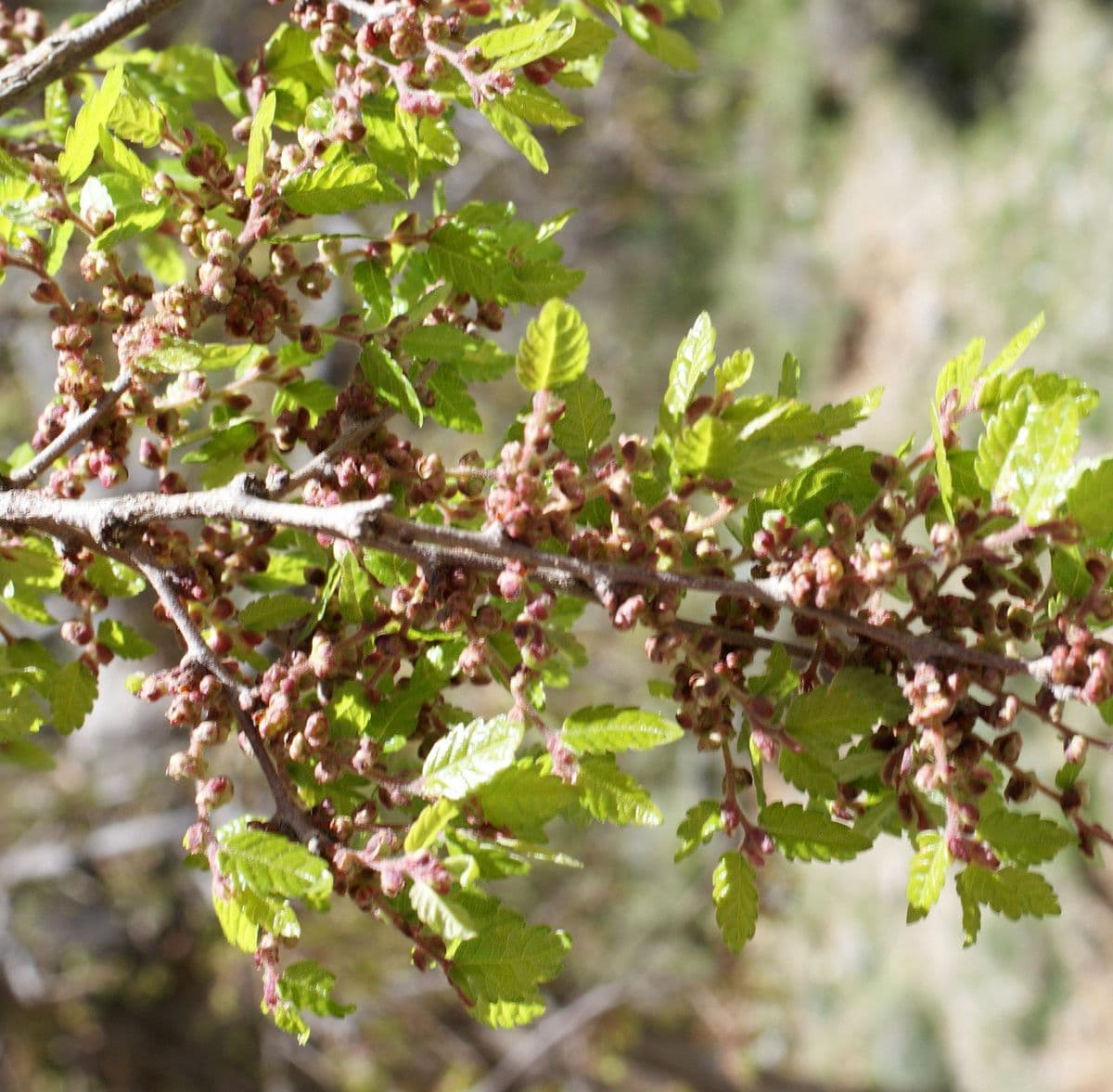 Zelkova cretese 3