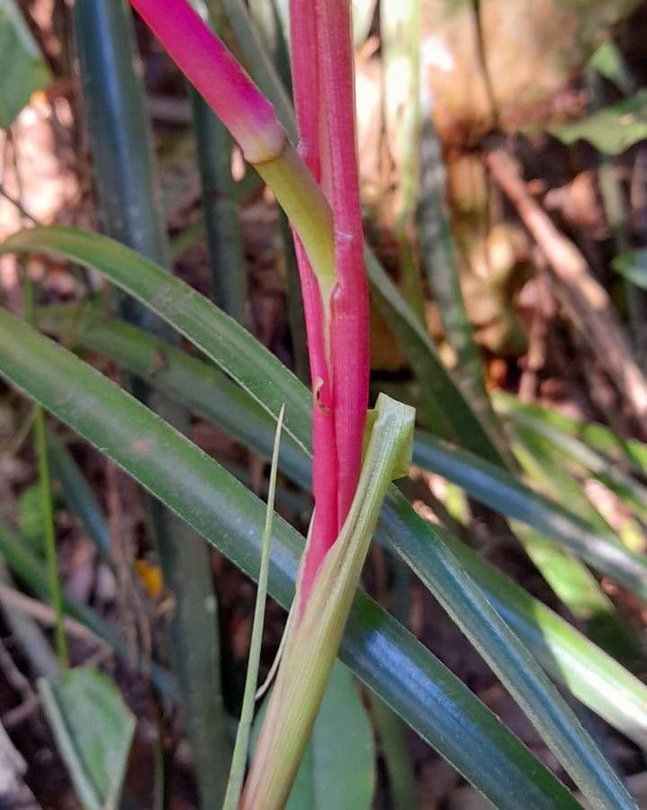 Billbergia pendula 17
