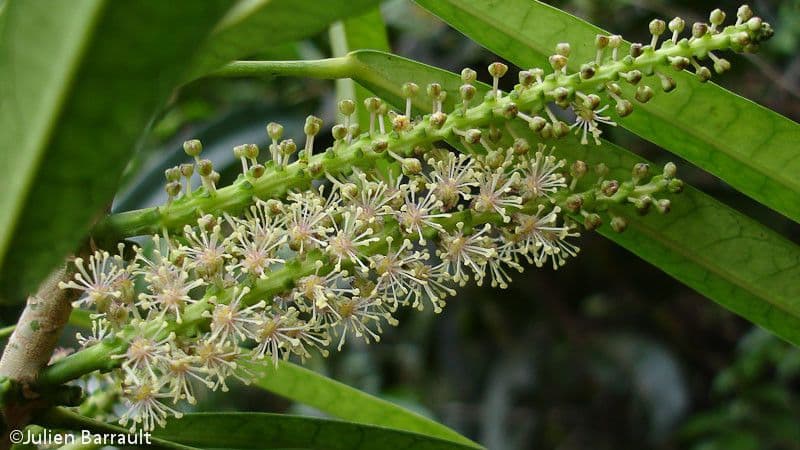 Codiaeum 4