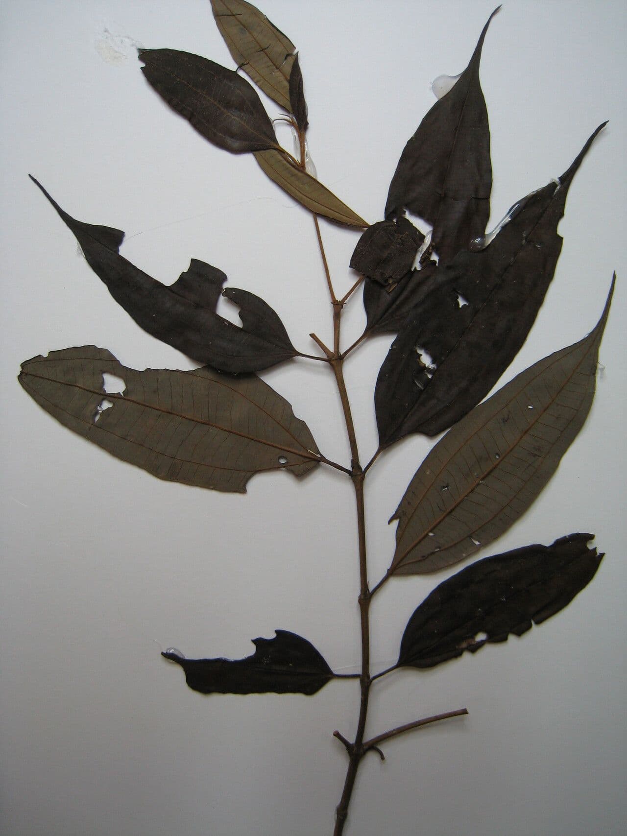 Miconia 10