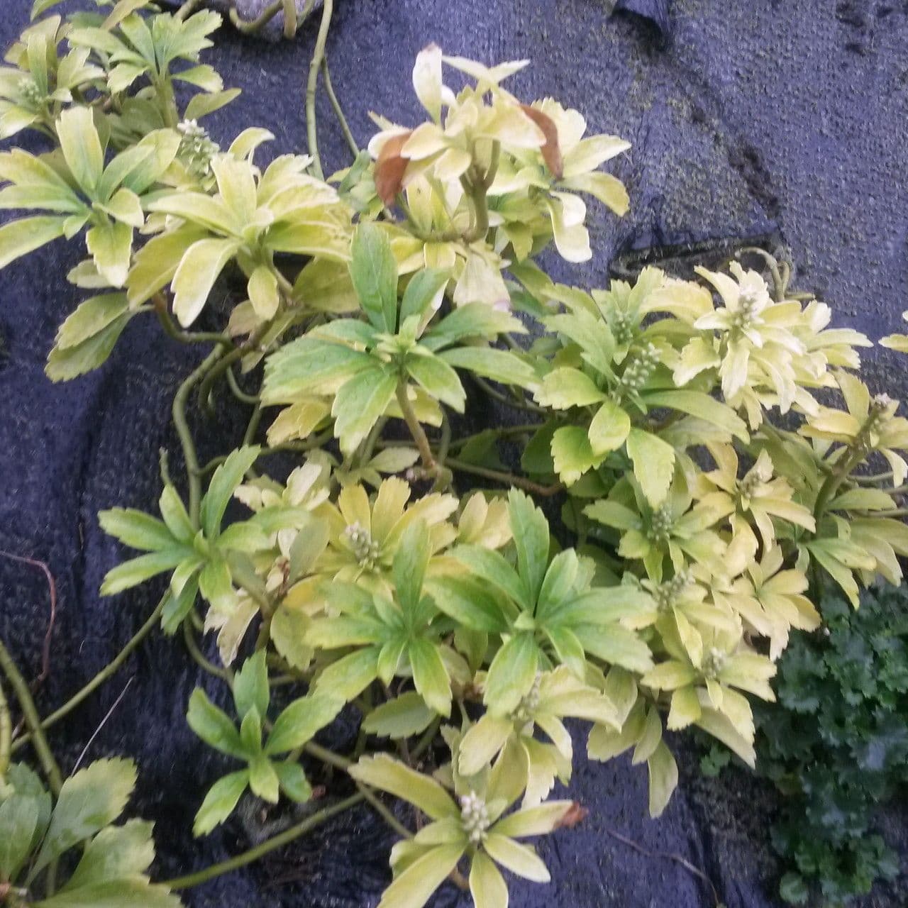 Pachysandra terminale 15