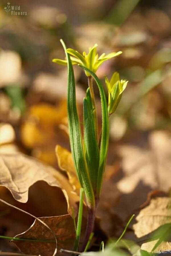 Gagea spathacea 5