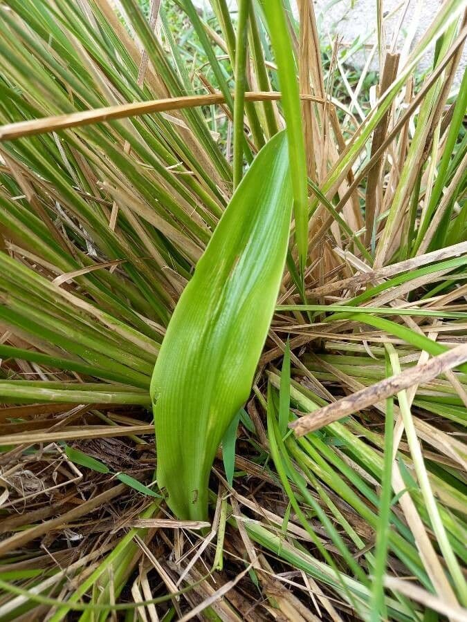 Florida swamp-lily 13