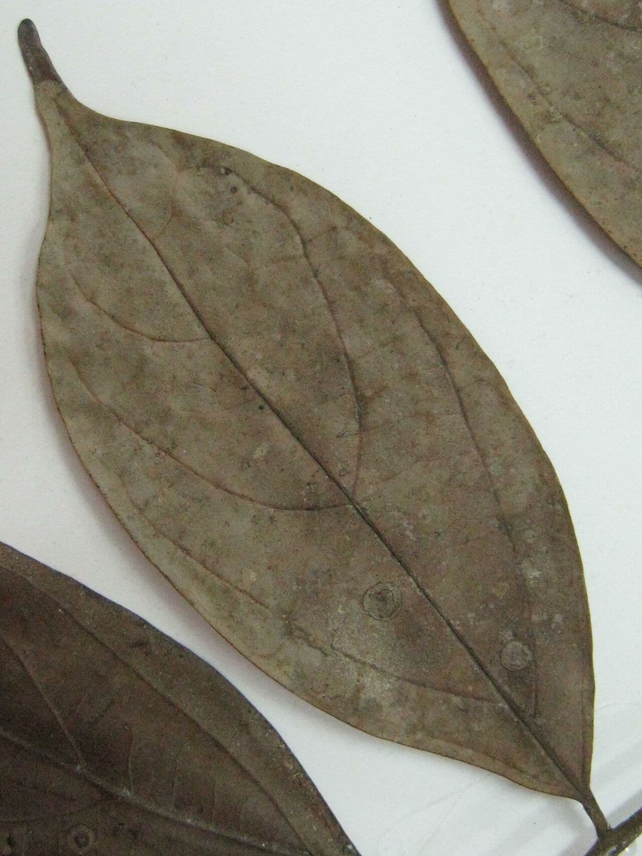 Ocotea 9