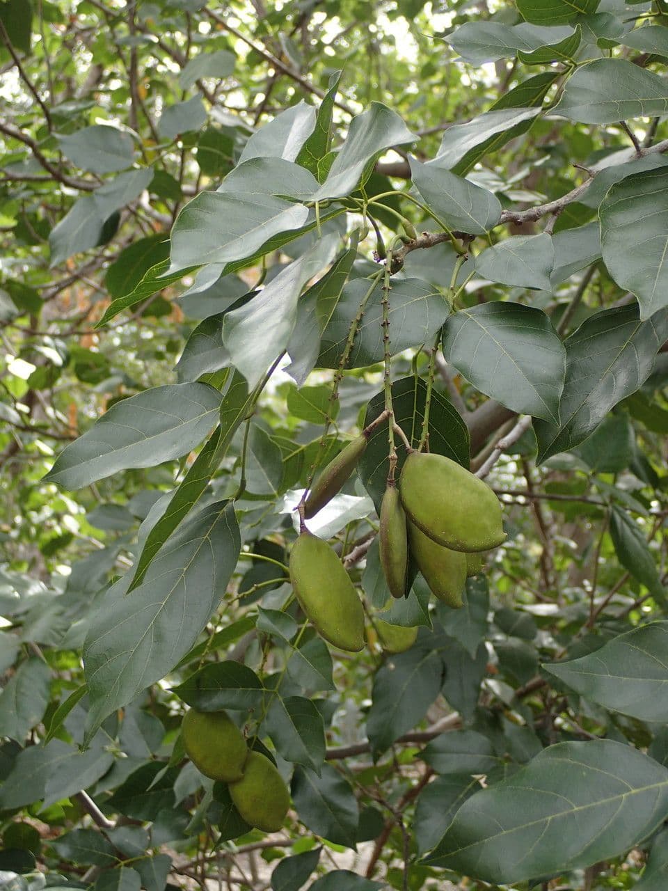 Pongamia 30