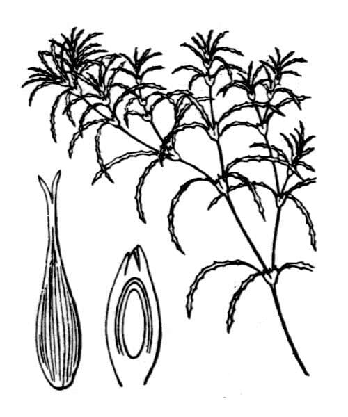 Najade minore 13