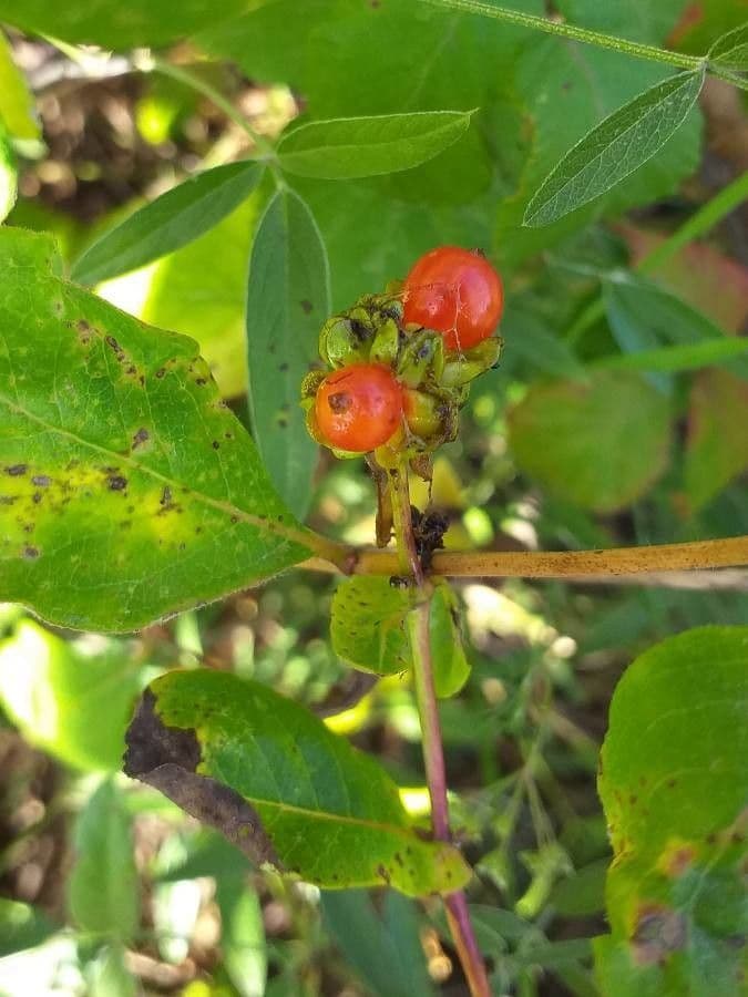 Wald-Geißblatt