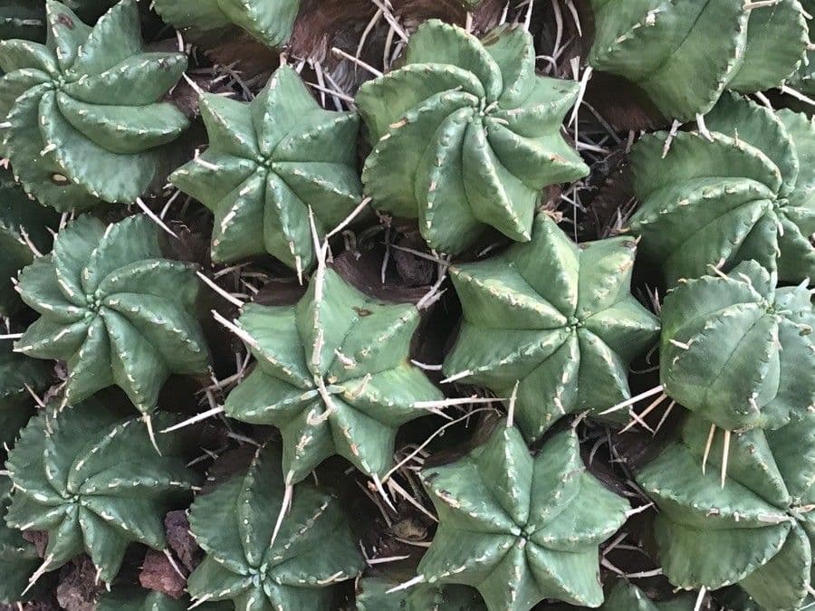 Melonensporn 7