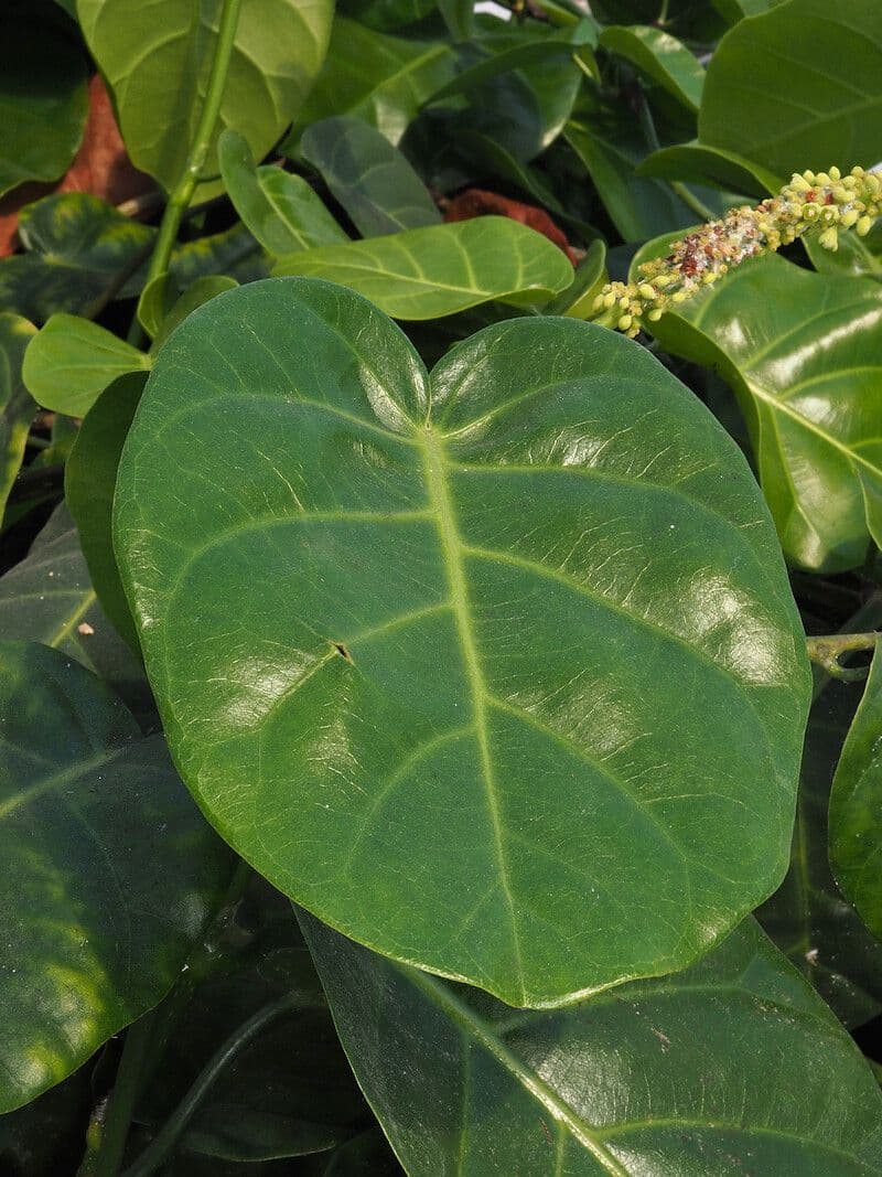 Coccoloba 8