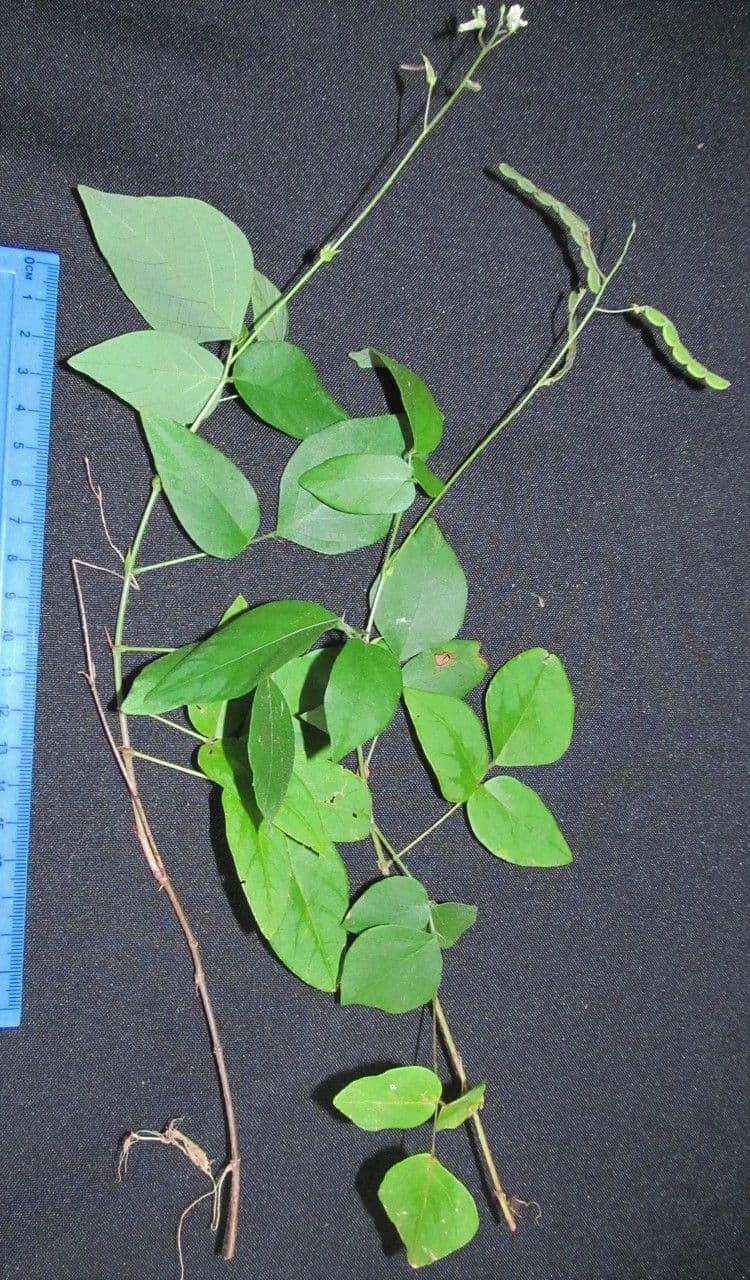 Desmodium 6