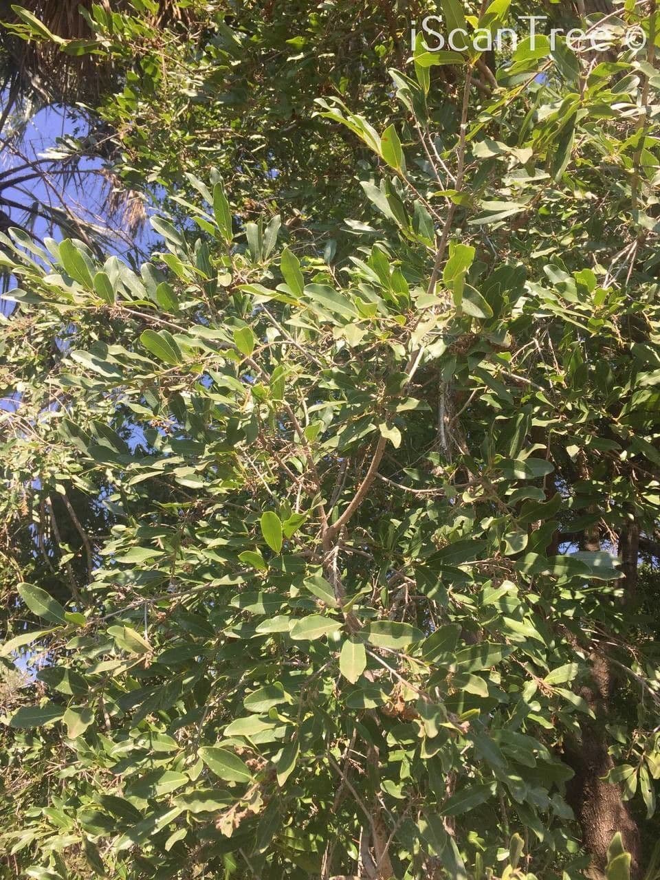 Eben mespiliformis 8