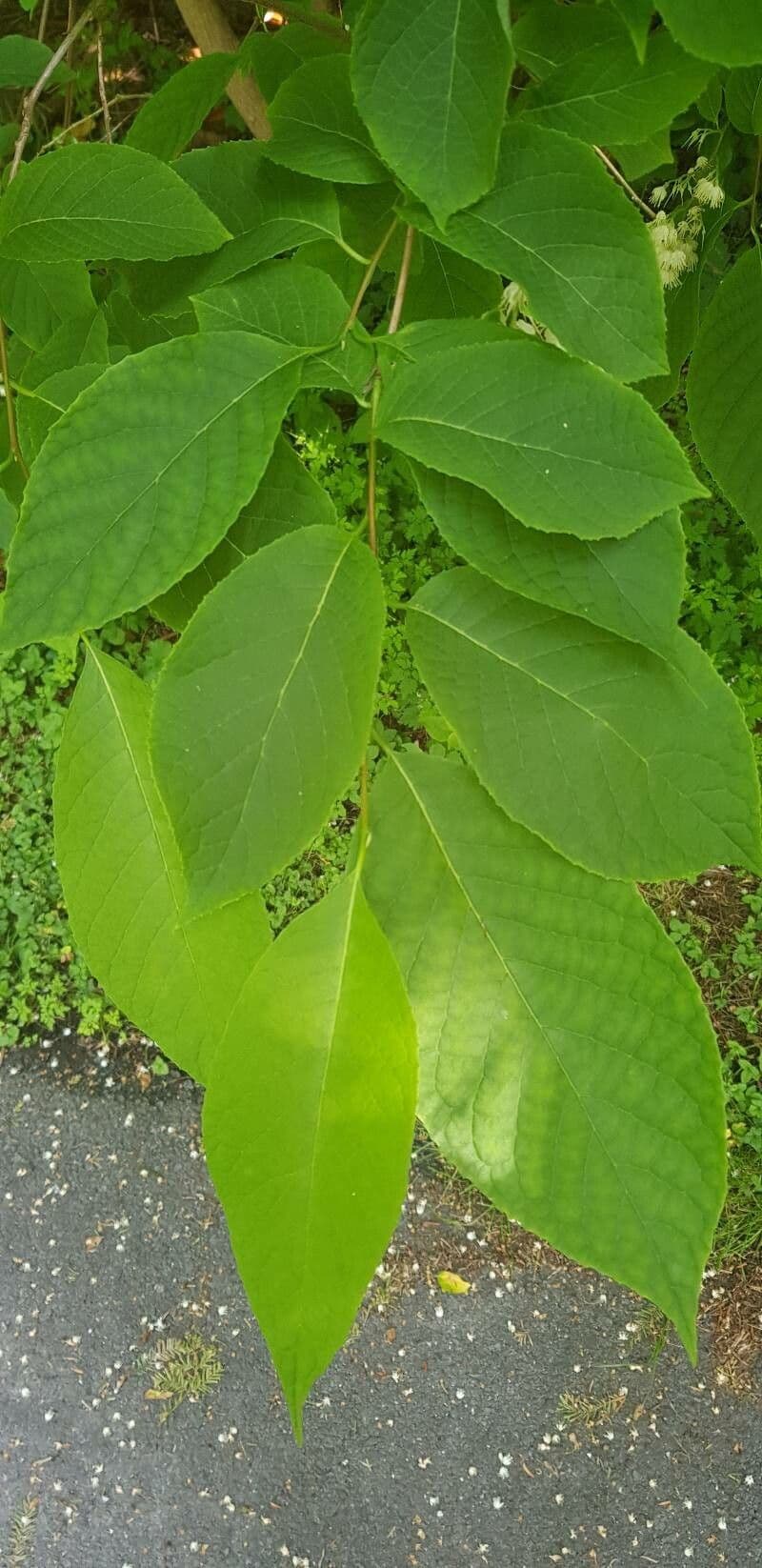 Pterostyrax hispidus 13
