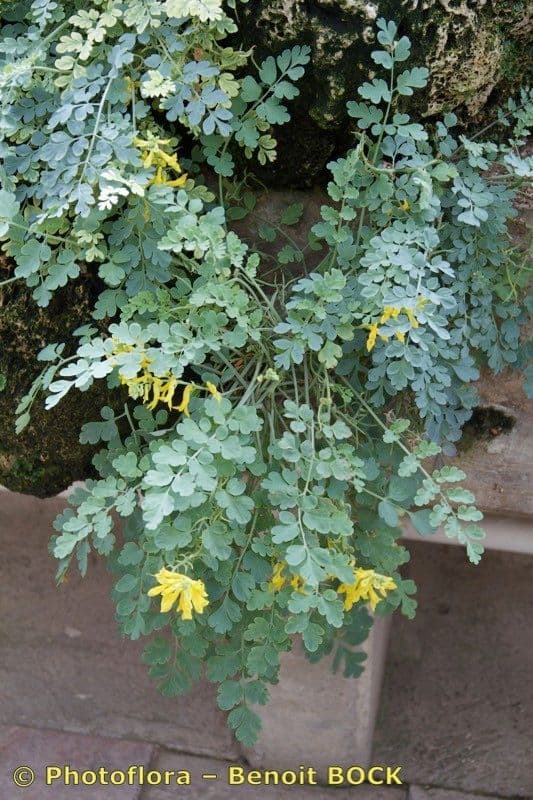 Fumosterna di Wilson 4