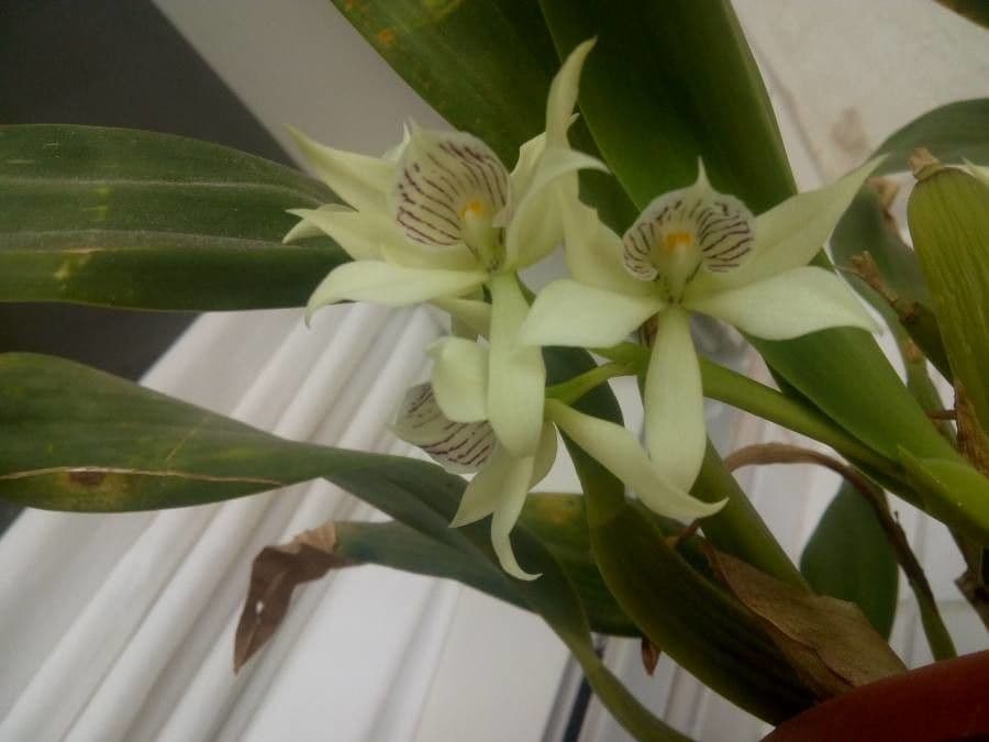 Prosthechea 3