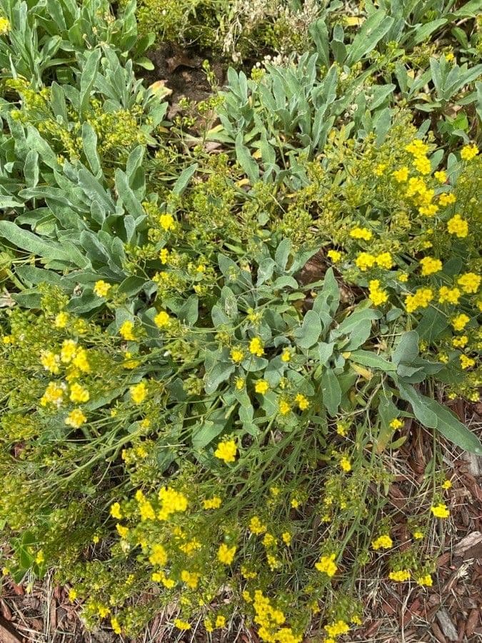 Aurinia petraea 5