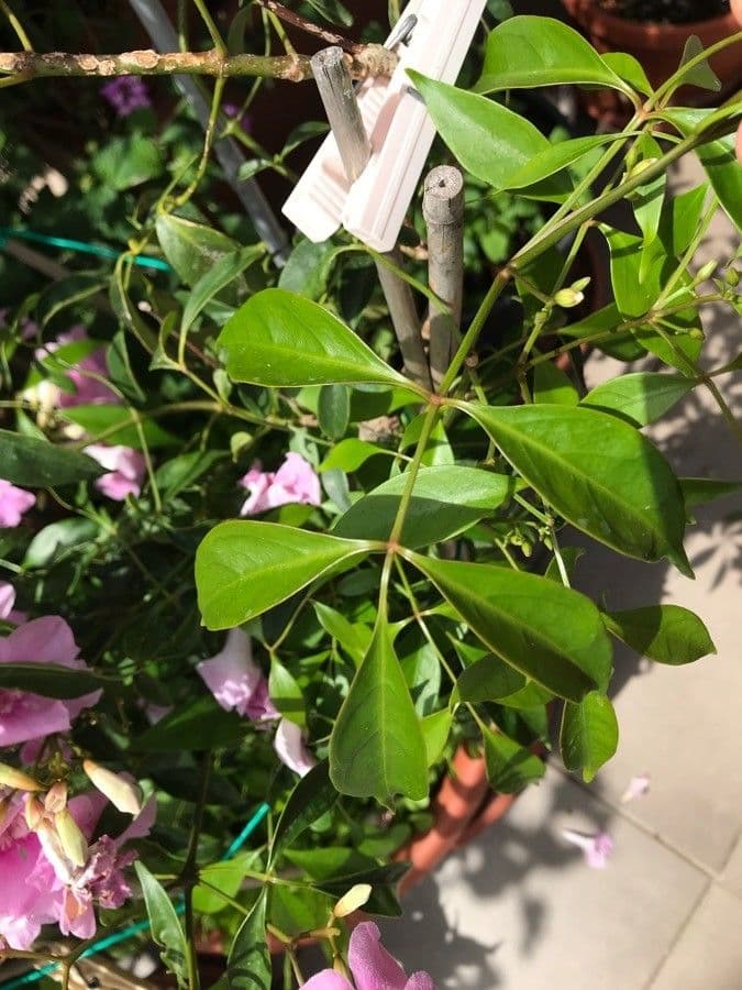 Bignonia magnifica 8